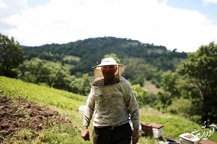 عسل طبیعی سوغات شهر اردبیل عسل طبیعی